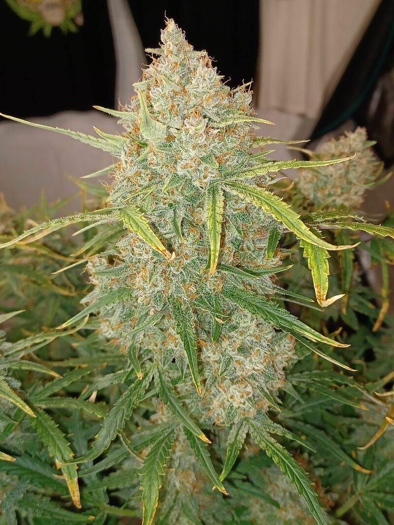 Guava Auto, Фасовка: 5, изображение 34